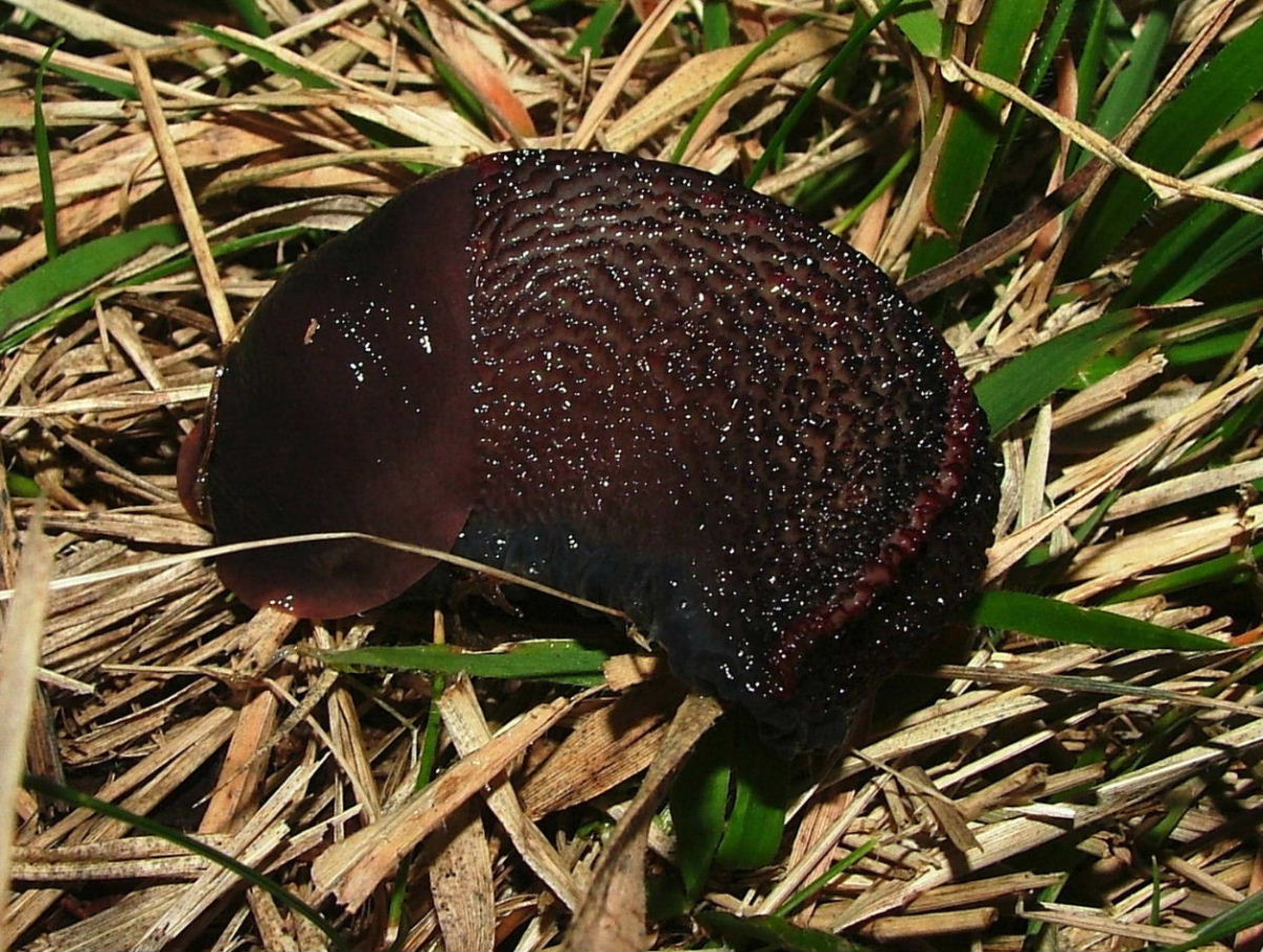 Un vecchio problema: Limax dacampi o L. doriae